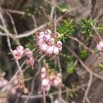 Erica manipulifloraFlower