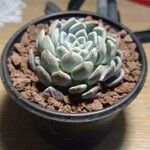 Echeveria elegansΣυνήθη χαρακτηριστικά