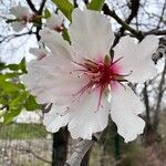 Prunus amygdalusFleur