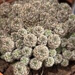 Gymnocalycium bruchiiFeuille