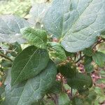 Clematis virginiana Blad