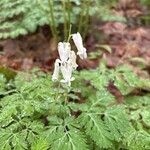Dicentra canadensis Flower