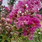 Lagerstroemia indicaЦветок