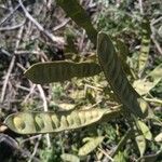 Senegalia tenuifolia Fruit