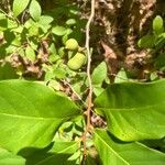 Asimina parviflora Fruit