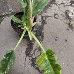 Philodendron bipennifolium Folha