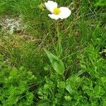 Ranunculus amplexicaulis عادت داشتن