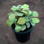 Ficus deltoidea Blatt