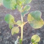 Trianthema portulacastrum Leaf