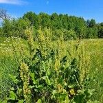 Rumex confertus برگ