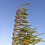 Arthrocnemum macrostachyum Likasa