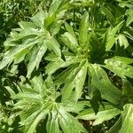 Staphisagria macrosperma ᱥᱟᱠᱟᱢ
