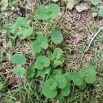 Drymaria cordata Leaf