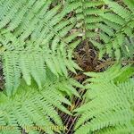 Dryopteris × complexa অন্যান্য