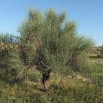 Prunus scoparia Hábito