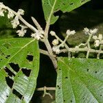 Miconia albertobrenesii 葉