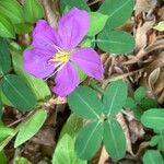 Heterotis rotundifolia Fiore