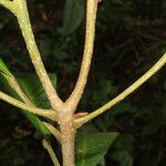 Conchocarpus nicaraguensis Bark