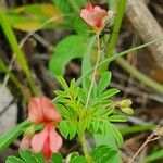 Indigofera brevicalyx Leaf