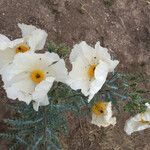 Argemone pleiacantha Hábito