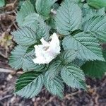 Rubus camptostachys Çiçek