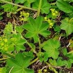 Alchemilla monticola Φύλλο