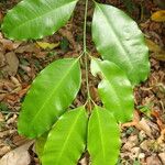 Picralima nitida Hoja