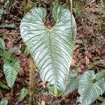 Anthurium obtusilobum Leaf