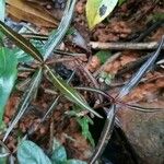 Chimaphila maculata Hoja