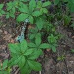 Potentilla simplex Feuille