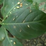 Psychotria microdon पत्ता