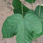 Macaranga saccifera 葉