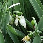 Galanthus elwesii Blüte