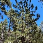 Pinus jeffreyi Φύλλο