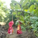 Capparis flexuosa Fruit