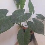 Colocasia esculentaᱥᱟᱠᱟᱢ