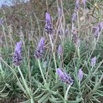 Lavandula dentata Leaf