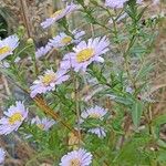 Aster amellus অভ্যাস