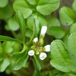 Cardamine hirsuta Floare