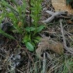 Anarrhinum bellidifolium List