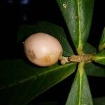 Daphnopsis costaricensis Fruit