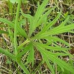 Ranunculus acris Yaprak