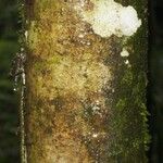 Casearia arborea Corteza