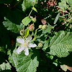 Rubus caesius Other