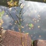 Eragrostis pilosa Floare