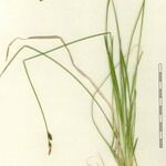 Carex umbrosa अन्य