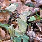 Persicaria mitis Habitus