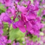 Lunaria annuaÇiçek