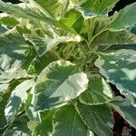 Nicotiana tomentosa 整株植物