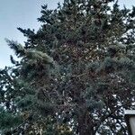 Cupressus arizonica Συνήθη χαρακτηριστικά